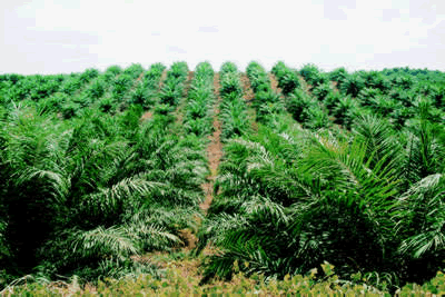 Palm Plantation